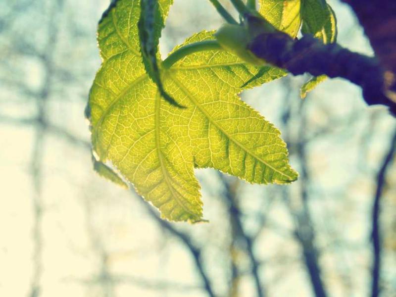 TERRENO: PASO BLANCO 2